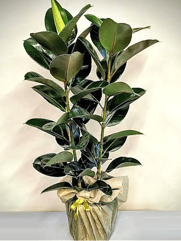 Gaziantep Çiçek Siparişi - 2 li Kauçuk Bitkisi