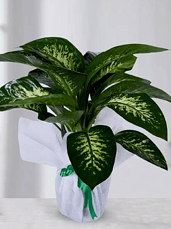  Gaziantep Çiçekler - Difenbahya  Saksı Çiçeği