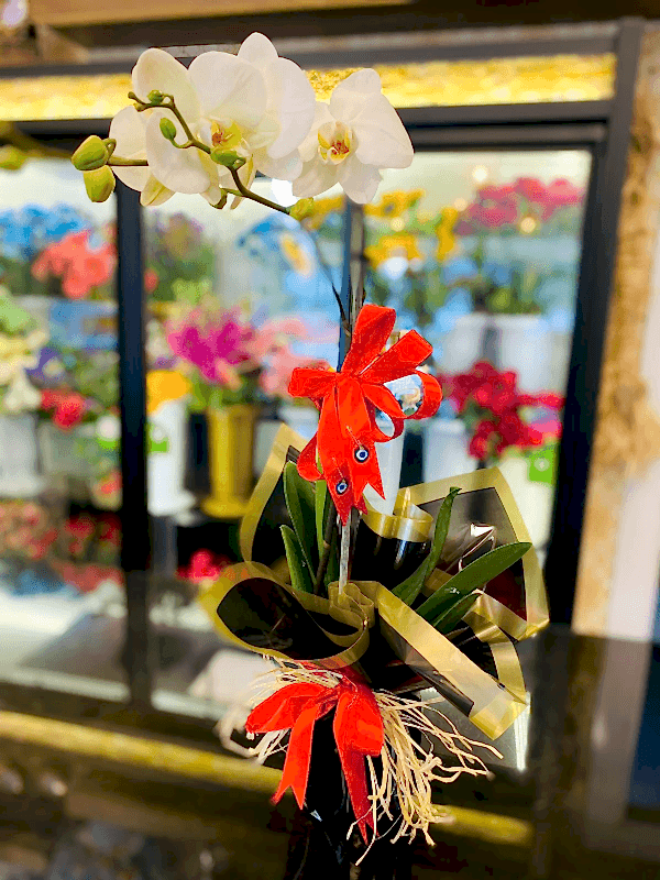 Gaziantep Çiçek Siparişi - İthal Tek Dal Canlı Beyaz Orkide 