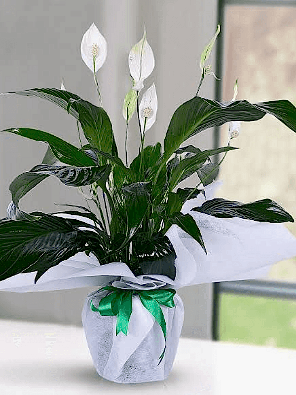  Gaziantep Çiçekler - Spat Barış Çiçeği Topraklı Bitki