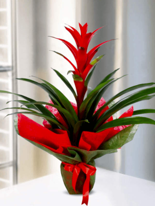 Gaziantep Çiçek Siparişi - Canlı Guzmanya Çiçeği