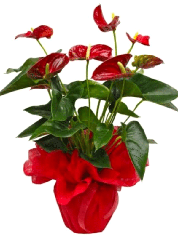  Gaziantep Çiçekler - Kırmızı Anthorium Bitkisi