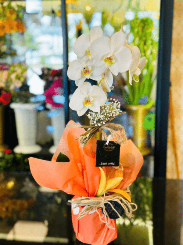  Gaziantep Çiçek Gönder - Tek Dal Canlı Beyaz Orkide