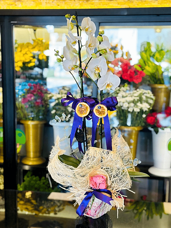  Gaziantep Çiçekçi - Çift Dal Beyaz İthal Orkide Canlı