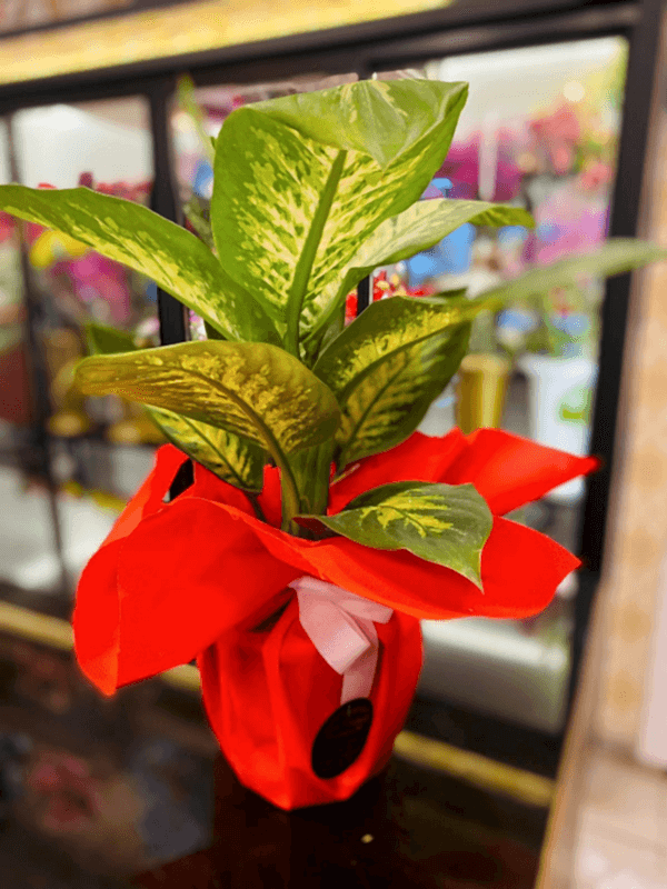  Gaziantep Çiçekler - Difenbahya Saksı Çiçeği 