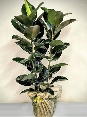 Gaziantep Çiçek Siparişi - 2 li Kauçuk Bitkisi