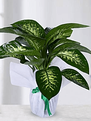  Gaziantep Çiçekler - Difenbahya  Saksı Çiçeği