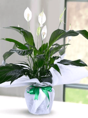  Gaziantep Çiçekler - Spat Barış Çiçeği Topraklı Bitki