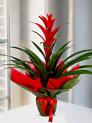 Gaziantep Çiçek Siparişi - Canlı Guzmanya Çiçeği