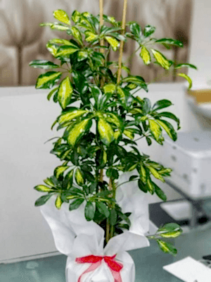  Gaziantep Çiçek Gönder - 2 Li Canlı  Şeflera Çiçeği 