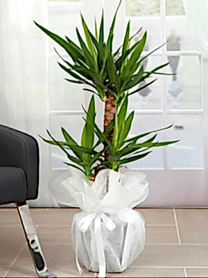  Gaziantep Çiçek Gönder - 2 li Canlı Yukka Çiçeği