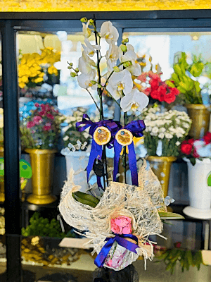  Gaziantep Çiçekçi - Çift Dal Beyaz İthal Orkide Canlı