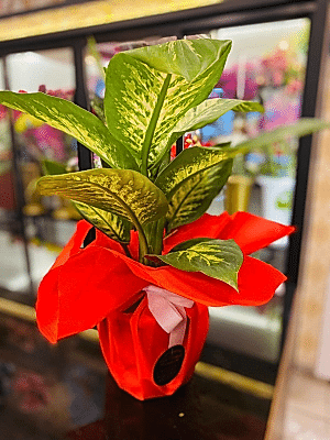  Gaziantep Çiçekler - Difenbahya Saksı Çiçeği 